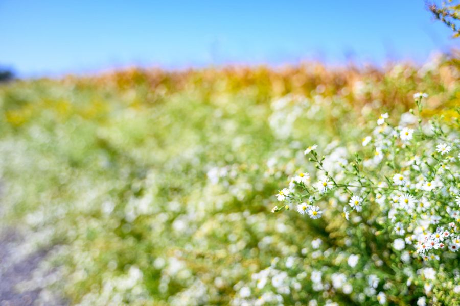 White wildflowers in a sunlit field with a blurred background and clear blue sky.