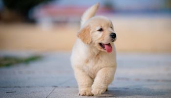 Pet-Friendly Living
