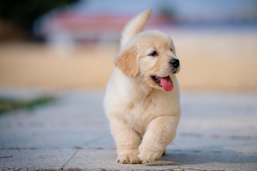 Fluffy golden retriever puppy walking outside with its tongue out and tail up.