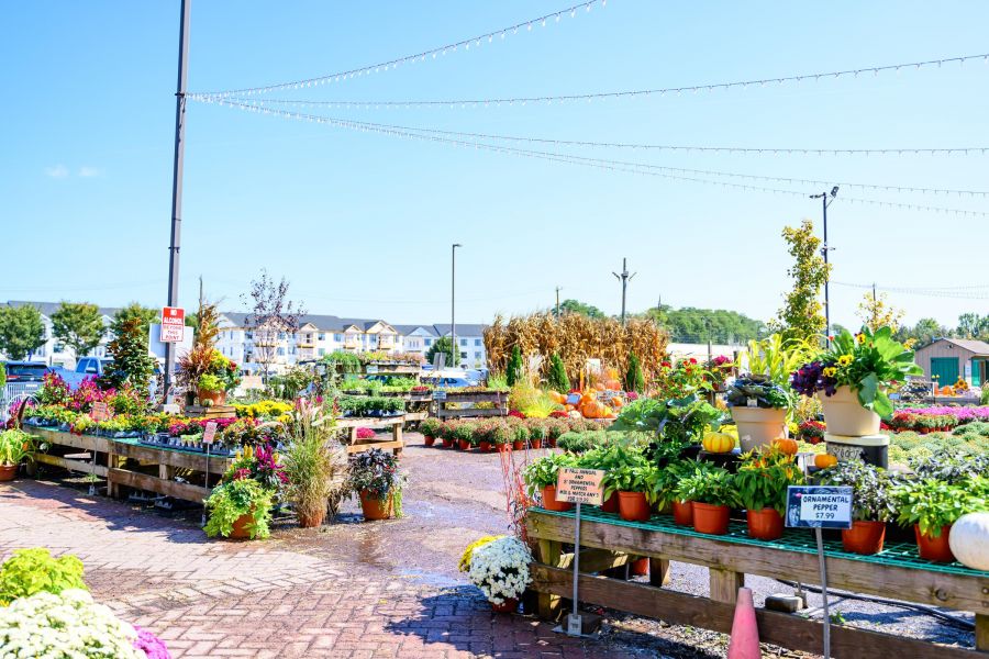 Outdoor garden center with colorful flowers and potted plants displayed on wooden tables under a clear blue sky.